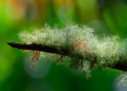 Lichens on a tree branch, Heligan