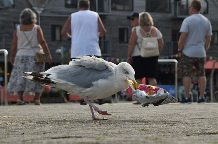 Winter herring gull in Falmouth Marina