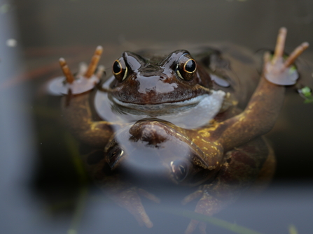 European Common Frogs in Garden