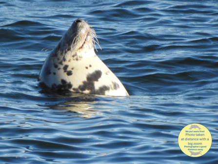 A seal's head of the water as he rests - with sticker reading 'photo taken at distance with a big zoom'