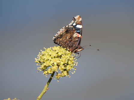 Red admiral butteryfly on flowering ivy