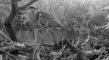 A black and white photo of a heron using a beaver dam to rest and cross the river at Helman Tor