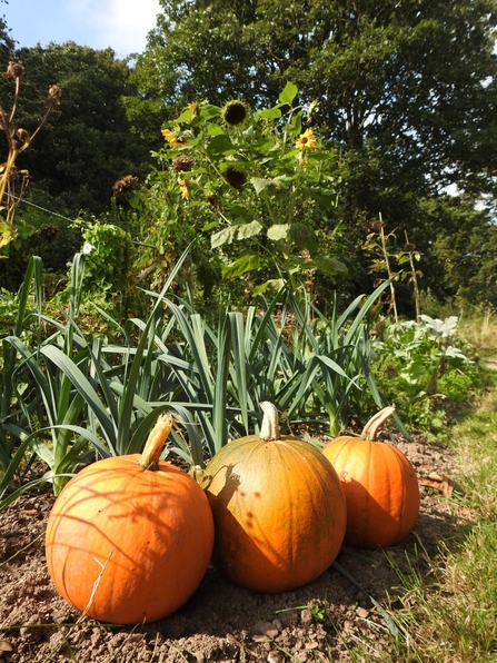 Three pumpkins in a row in the sun, with other crops and sunflowers growing behind them