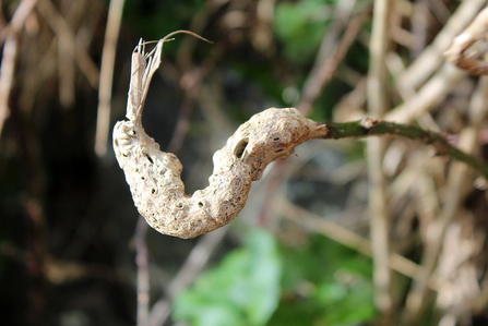 A bramble gall - other foliage visible in the background