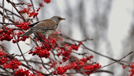 Fieldfare. Image by Andrew Hankinson