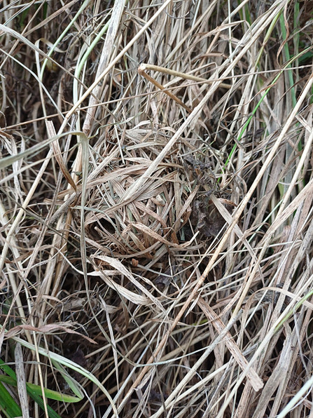 A harvest mouse nest - a tight ball wound from straw-like grass 