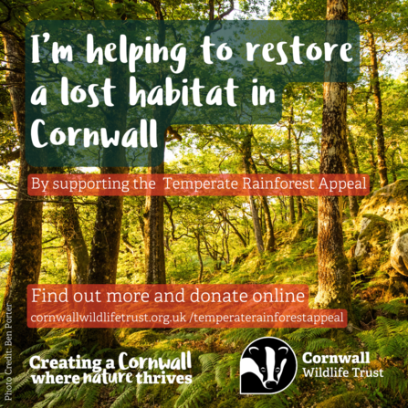 Image of a temperate rainforest at sunset, with text that reads "I'm helping to restore a lost habitat in Cornwall"