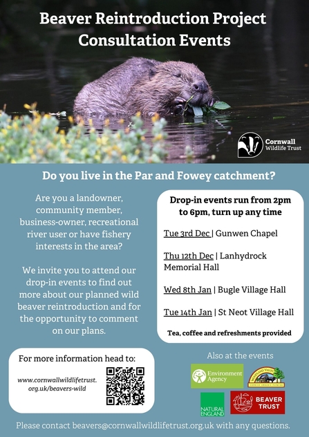 Poster advertising Cornwall Wildlife Trust's Beaver Reintroduction Project Consultation Events. It invites residents, landowners, community members, and river users to drop-in sessions at various venues from 2pm to 6pm on specific dates in December 2024 and January 2025. The poster includes event locations, a QR code for more information, and logos of supporting organisations like the Environment Agency and Beaver Trust.