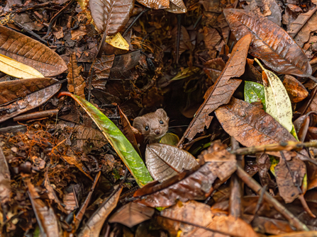 A weasel looks up from within a hole, surrounded by leaves