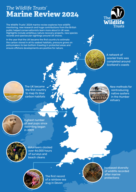 The Wildlife Trusts' Marine Review 2024 highlights achievements in marine conservation across the UK. Shows a white map of the UK on a blue background. Key points include: UK mapping blue carbon habitats, a network of snorkel trails in Scotland, new methods for reintroducing native oysters in the Humber estuary, highest seal pup numbers since 2009, over 46,000 volunteer hours for beach cleans, the first record of a rainbow sea slug in Devon, and increased wildlife diversity after marine protections.