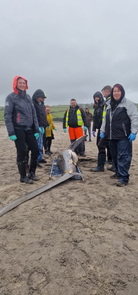 Volunteers stood around a dead thresher shark on Par beach