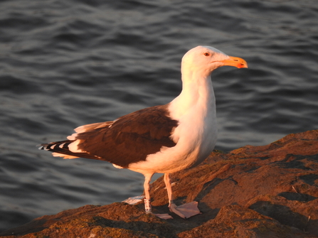 A great black-backed gull perched on a rock at dusk, the sea in the background