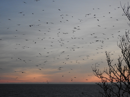 Gulls against a pinky-blue 