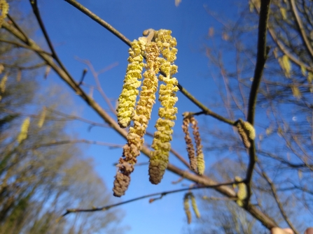 A close up of hazel catkins against a blue sky 