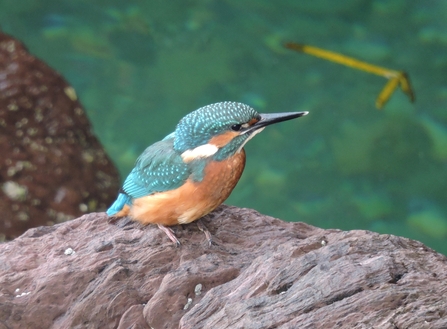 A kingfisher perched on a rock 