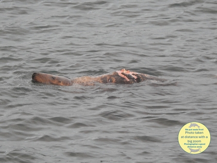 A seal in the sea, a pink wound on its back is visible