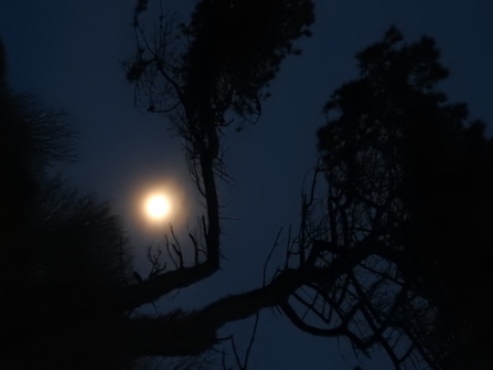 A dark photo of the moon and silhouetted trees 