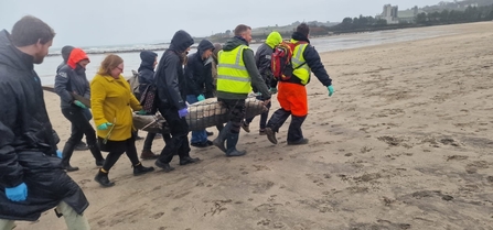 Volunteers carry a thresher shark across a beach