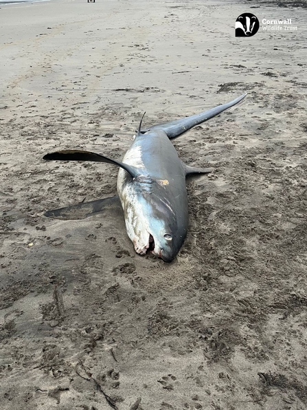 A thresher shark washed ashore on Par beach