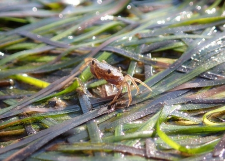 A small crab perched on a bed of wet intertidal seagrass