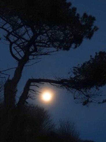 A moon visible between two trees on a dark night sky