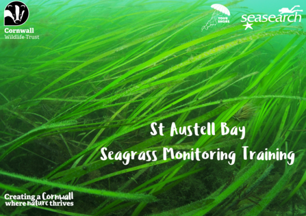 Image of seagrass with text reading: St Austell Bay Seagrass Monitoring Training