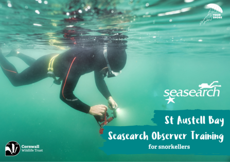 A person snorkelling holding a light underwater with text: Seasearch St Austell Bay Seasearch Observer Training for snorkellers