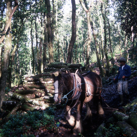 Using horses to extract timber at Devichoys Wood. Image by Vic Whitehouse.