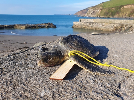 A turtle washed up on a beach, rope wrapped around its arm