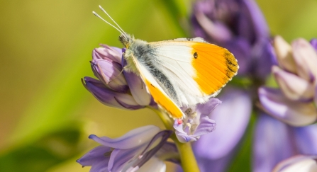 Orange tip male showing orange tips