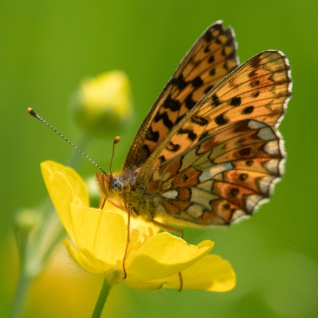 Pearl Bordered Fritillary - Donald Sutherland