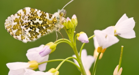 Photo Orange tip underwing