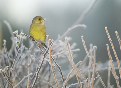 Greenfinch