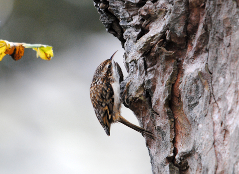 Treecreeper