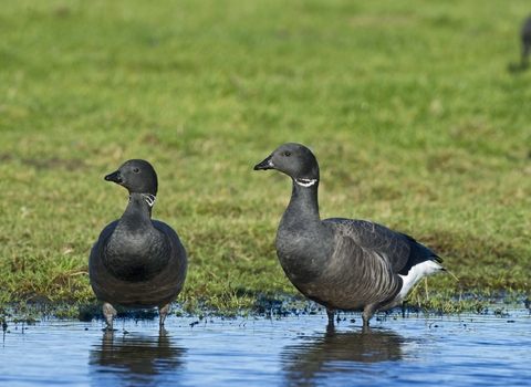 Two dark-bellied brent geese standing in a pool of water