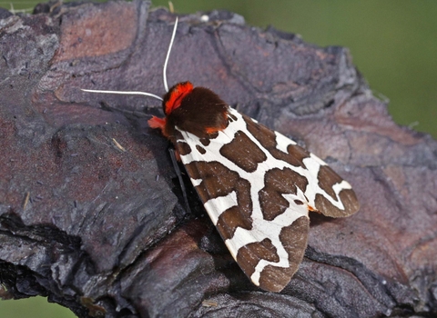 Garden Tiger moth