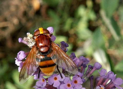 Hornet Mimic Hoverfly