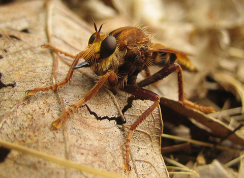 Hornet Robberfly