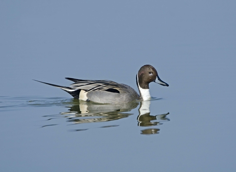 A drake pintail swimming across a glassy lake, leaving ripples in its wake