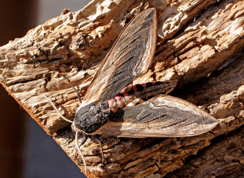 Privet Hawk-moth