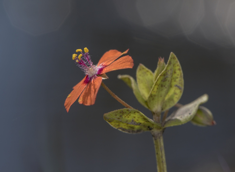 Scarlet Pimpernel