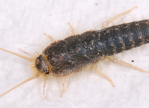 Silverfish