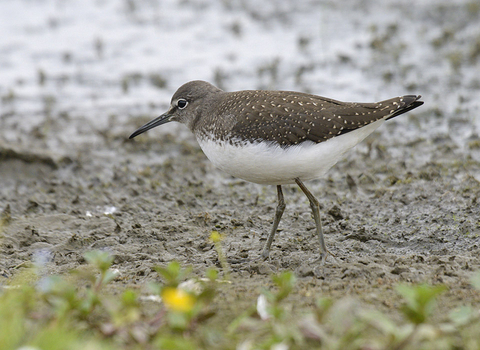 Green sandpiper