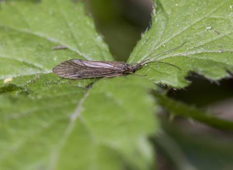 Caddisfly