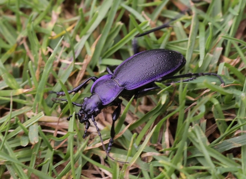 Violet ground beetle