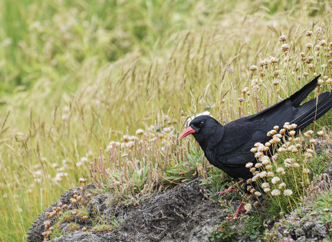 Chough on the cliffs at Penhale Ben Watkins 