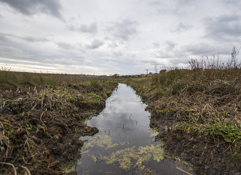 Pendarves Wood | Cornwall Wildlife Trust