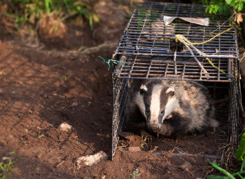 Vaccinated badger being released by Seth Jackson