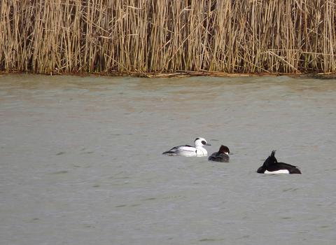 Smew pair (with tufted duck)