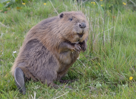 Beaver at the Cornwall Beaver Project